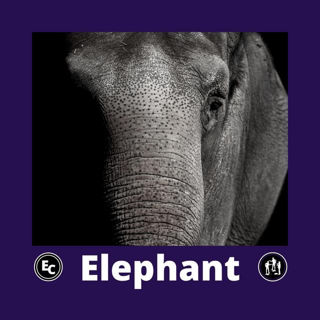 Album cover art for Elephant