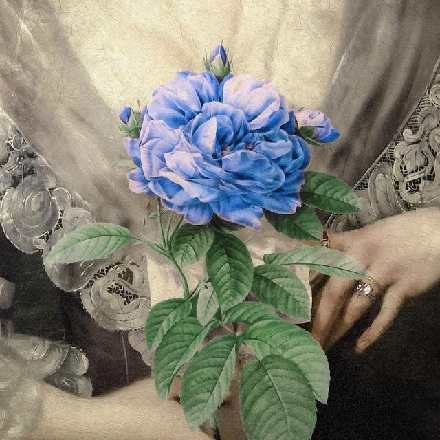 Album cover art for Blue Rose