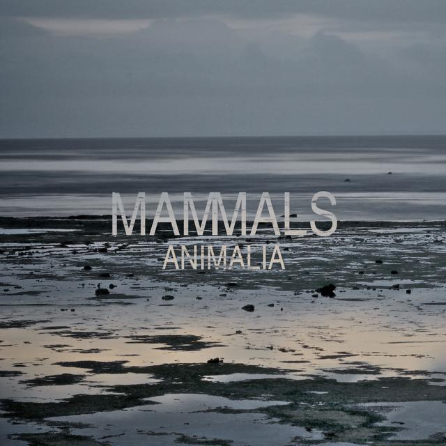 Album cover art for Animalia